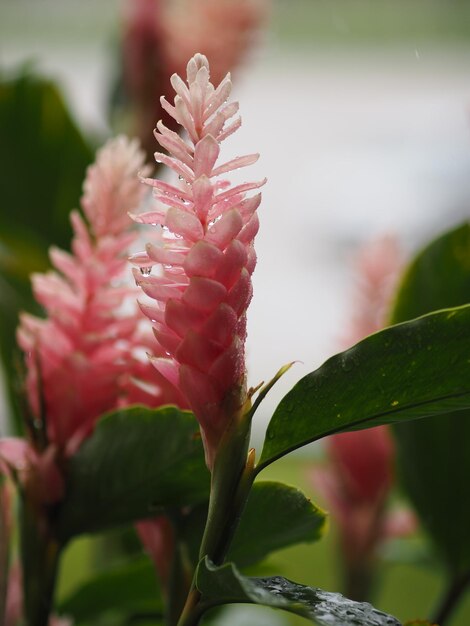 Photo red ginger flower alpinia purpurata name according to the top of the petiole is a bouquet of leaves decorated with a clasp of flowers stacked alternately up to resemble fish scales