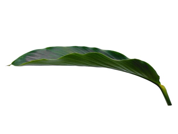 Red Ginger leaves or Alpinia purpurata leaf on white background