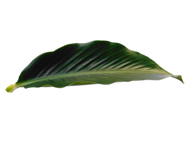 Red Ginger leaves or Alpinia purpurata leaf on white background