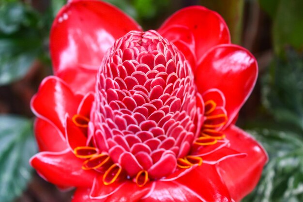 Photo red ginger lily