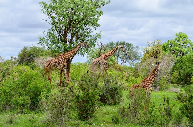 Premium Photo | A red giraffe family among tree branches tsavo east kenya  africa