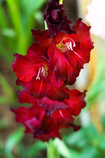Красный цветок гладиолуса в домашнем саду, крупный план
