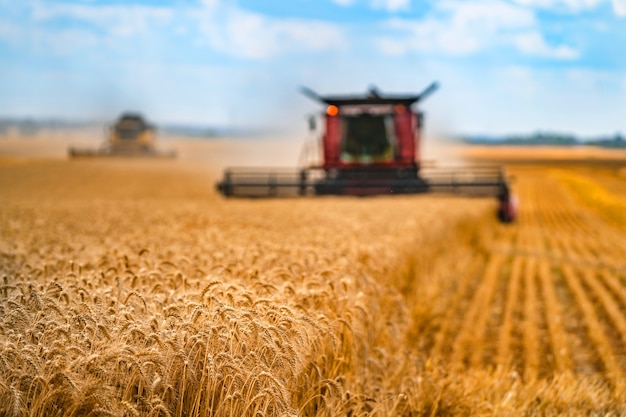 Red grain harvesting combine in a sunny day