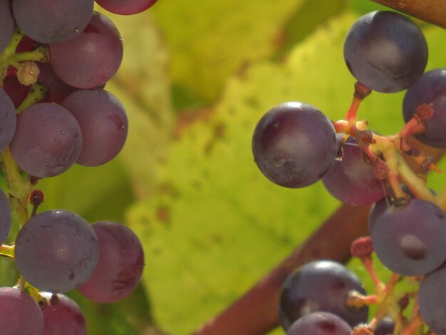 Red grape with green leaf