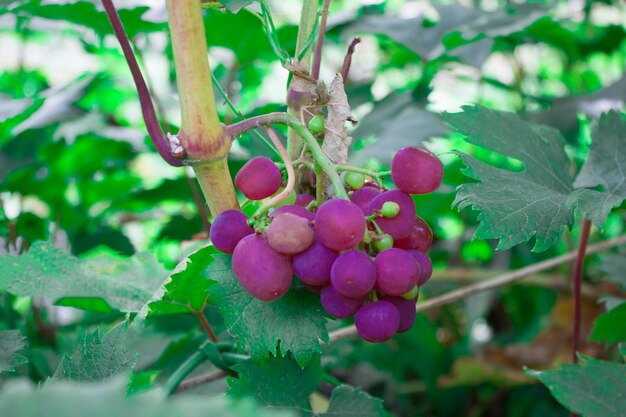 Uve rosse che crescono su un ramo con foglie verdi concetto di agricoltura biologica