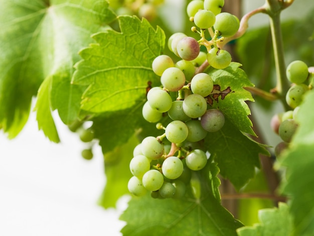 Red grapes in the process of ripening