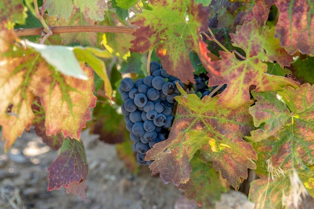 Red Grapes on the Vine in Toro Zamora Spain