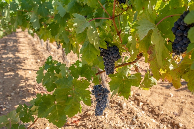 Red Grapes on the Vine in Toro Zamora Spain