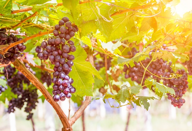 Red grapes in the vineyard ready for harvest