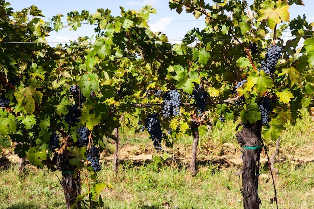 Red Grapes on the Vineyars Slovenia countryside Istria