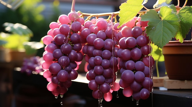 Red grapes on the wooden background sunset light grapes on the vine grapes on the vine