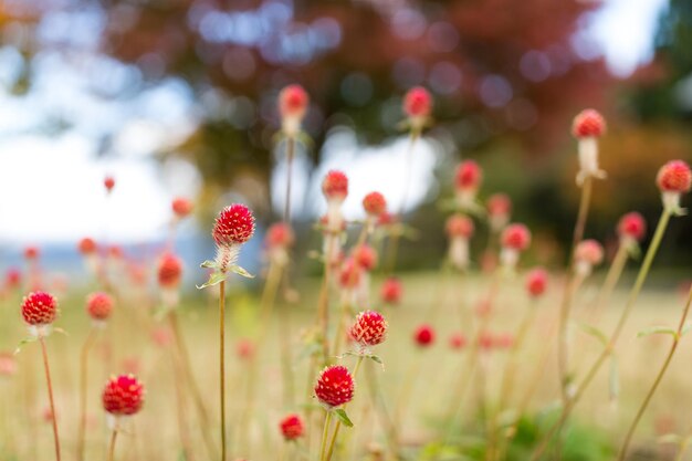 Red grass field