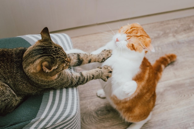 Red and gray cat play together in the apartment