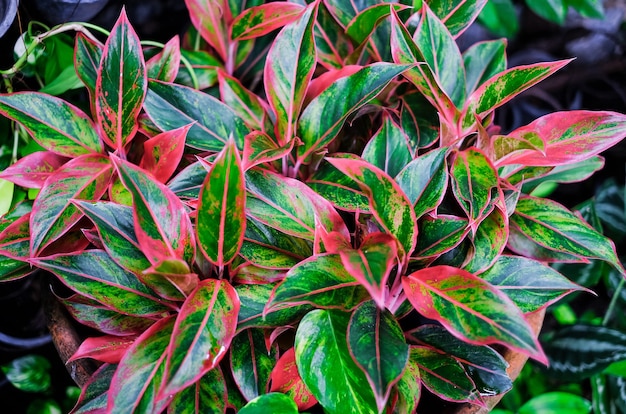 Red and green aglaonema leaves background