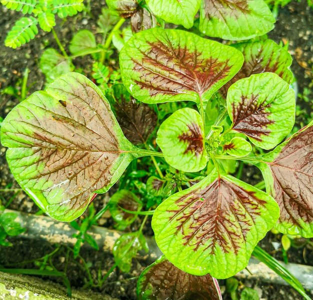 赤 と 緑 の アマランス 植物