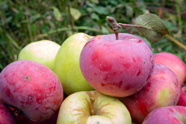 Red and green apples Background of ripe apples