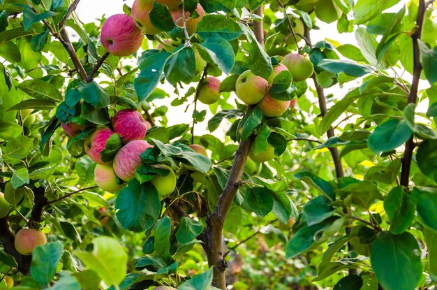 Red and green apples on a tree