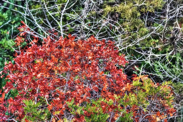 Red and green bushes in hdr tone mapping effect Shot in Sardinia italy