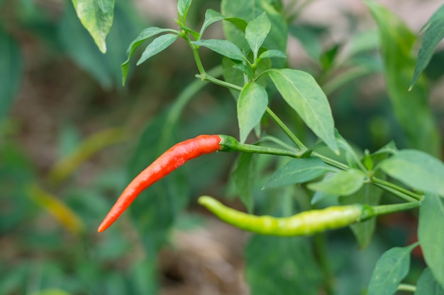 Red and green chilies growing in a vegetable garden. Ready for harvest.