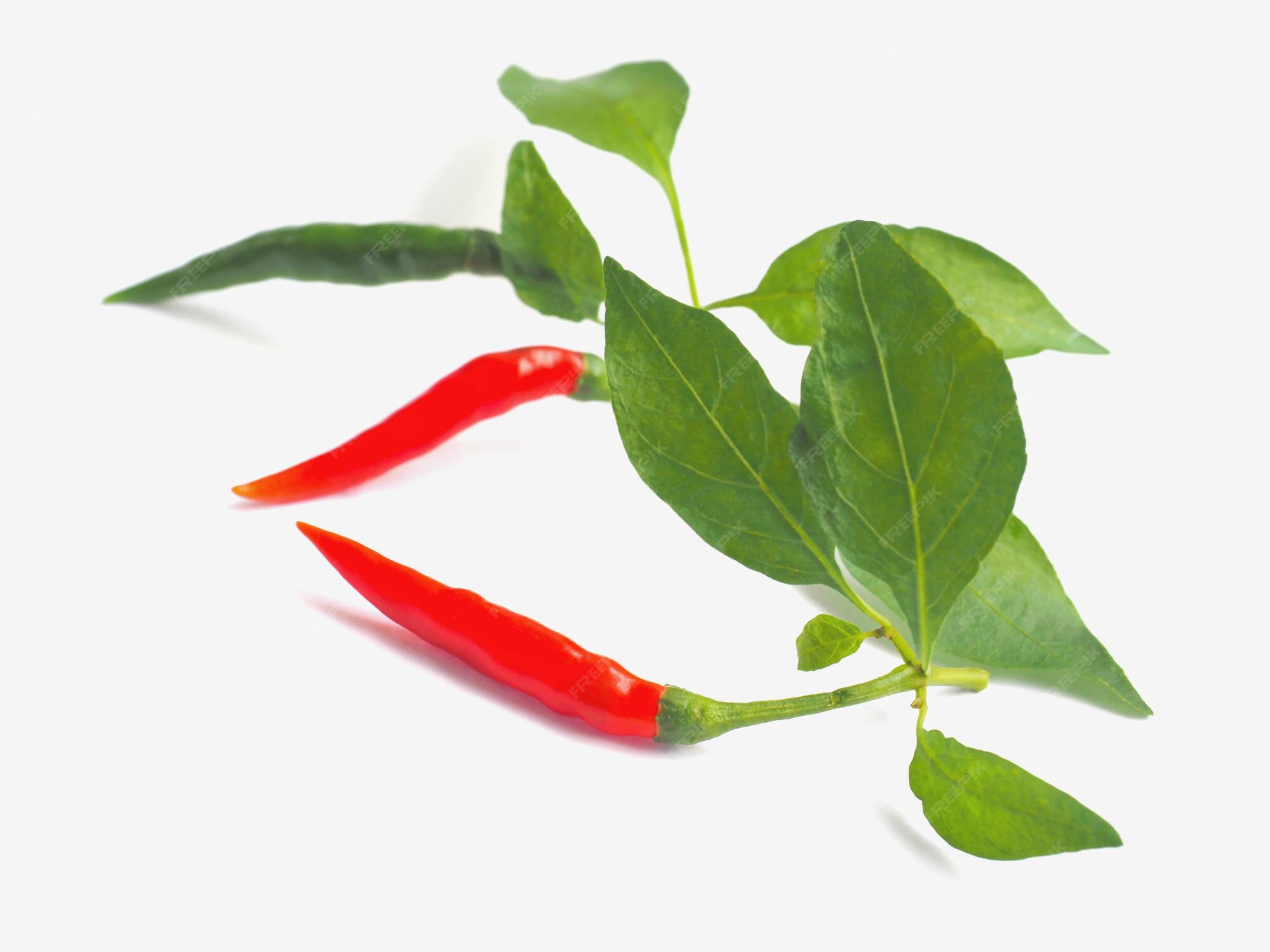 Premium Photo | Red and green chilli with leaves on white background