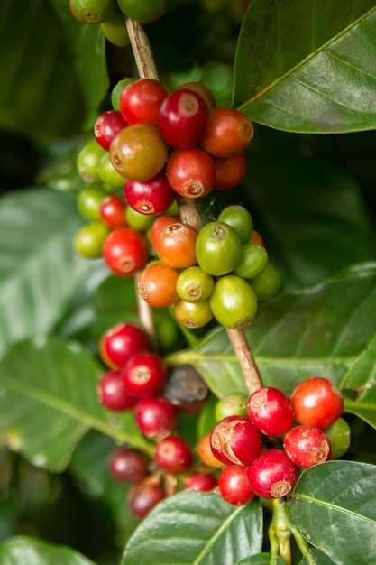 Red and green coffee berries on a branch at the coffee plantation Doi Suthep Chiang Mai Thailand