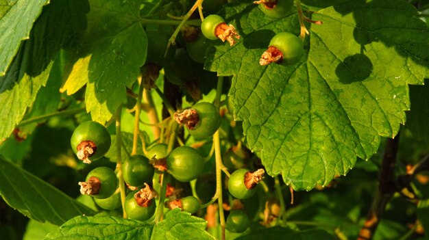 Red green current in the process of ripening