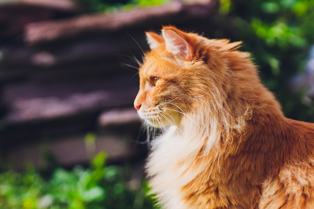 Red green-eyed cat resting on the green grass.