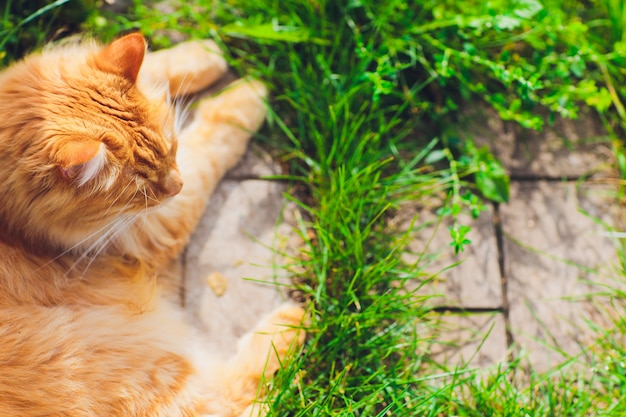 緑の芝生で休んでいる赤い緑目の猫。