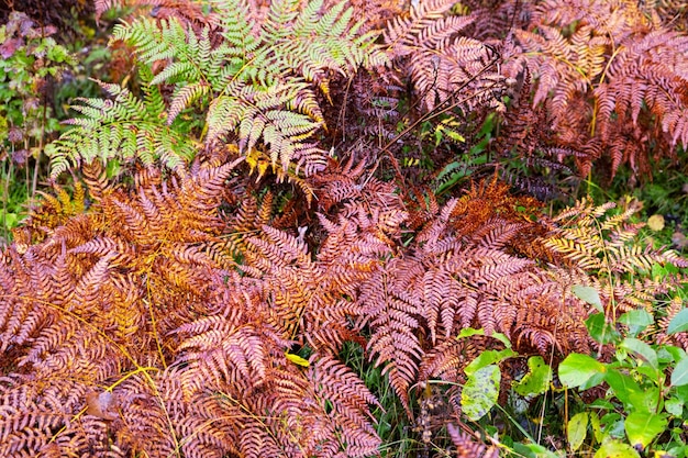 Photo red and green fern leaves in the forest