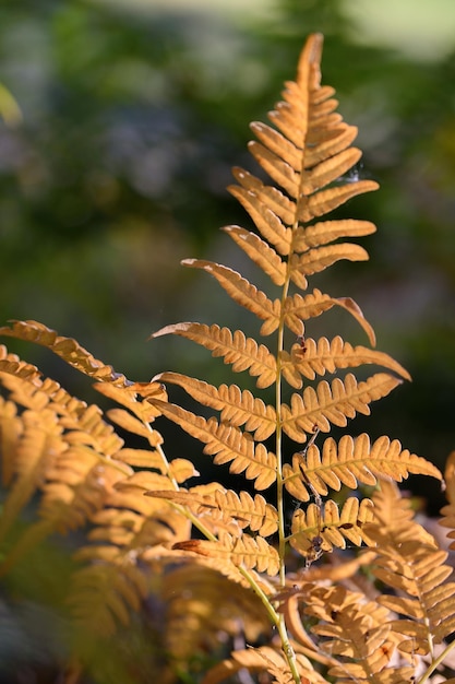 Red and green ferns