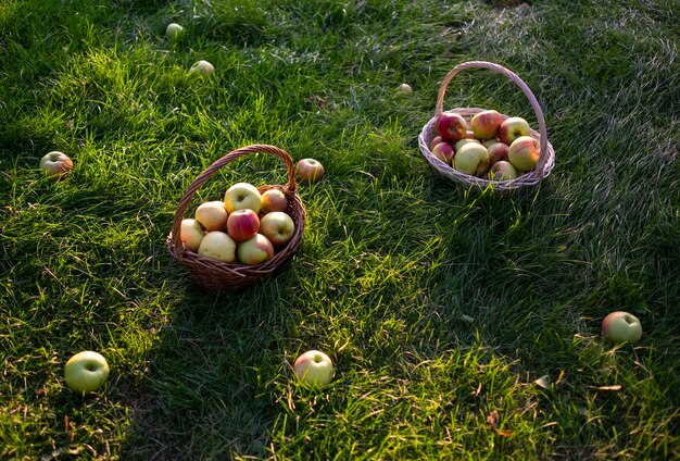 Premium Photo Red and green freshly picked apples in baskets on green Premium Photo Red and green freshly picked apples in baskets on green
