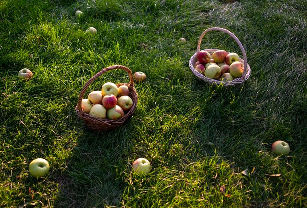 Red and green freshly picked apples in baskets on green grass