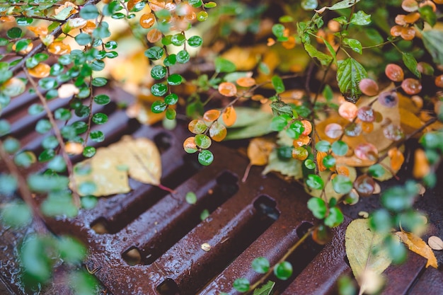 Foglie rosse e verdi di crespino berberis thunbergii atropurpurea dopo la pioggia. bellissimo sfondo colorato autunnale.