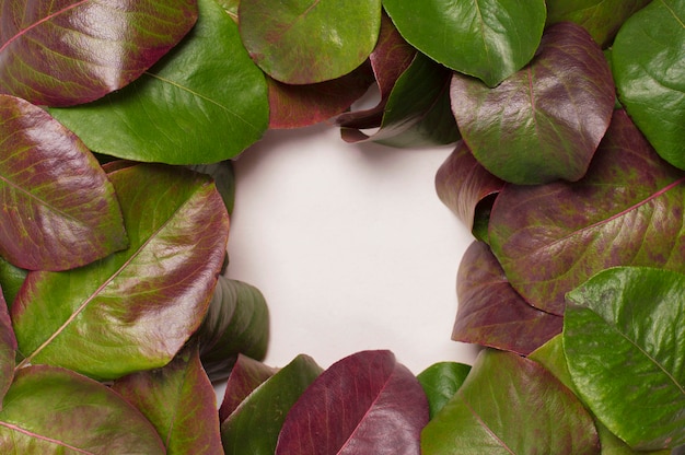 Red-green leaves in the center of a white square frame background