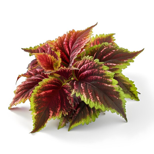 Foto foglie rosse e verdi di coleus isolate su sfondo bianco