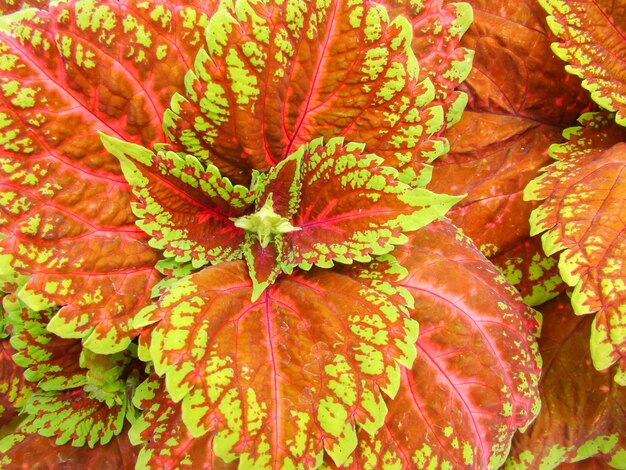 Photo red green leaves of the coleus plectranthus scutellarioides