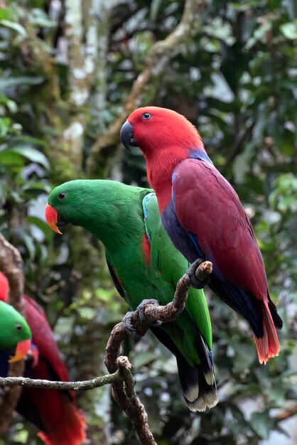 木の枝に鮮やかで美しい羽を持つ赤と緑のヒインコのオウム