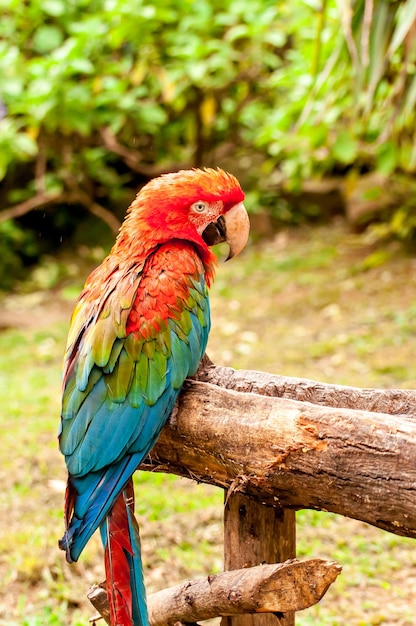 Red-and-green macaw (Ara chloropterus), beautiful macaw in Brazil.