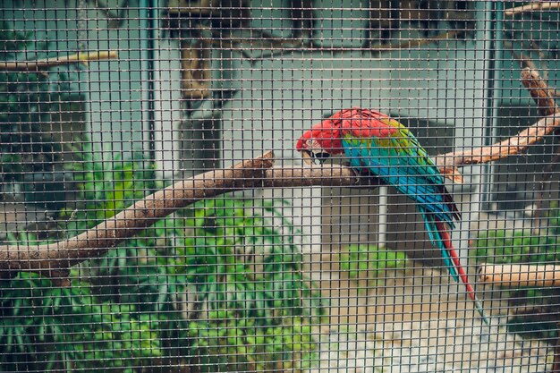 Red and green macaw in zoo