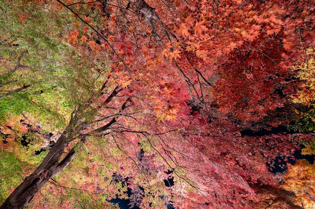 Red and green Maple leaf with light up illuminated at night