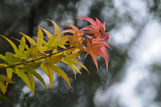 Red and green maple leaves in Autumn