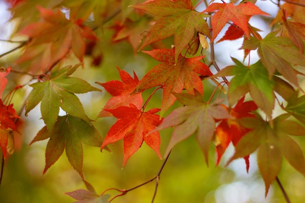 Red on green maple leaves on a tree nature autumn background
