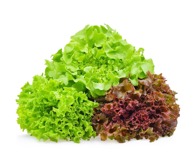 Red and green oak lettuce on white background.