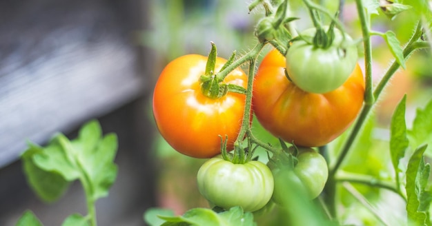 Red and green organic tomatoes on green branch urban gardening