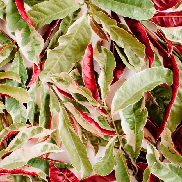 Red and green petal pattern on white