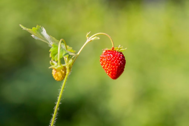 Red and green strawberry berries in wild meadow close up Wild strawberries bush in forest macro closeup