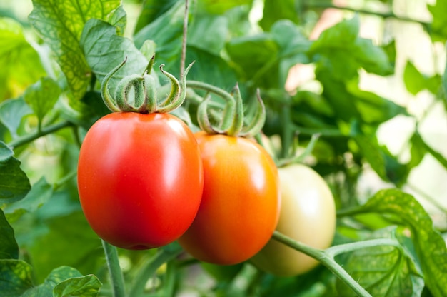 Red and green tomatoes grow on twigs 