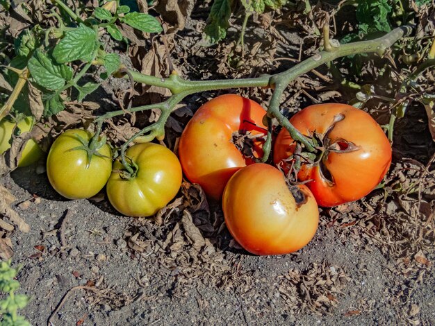 Red and Green Tomatoes right from the plant on a homemade plantation yard summer afternoon day