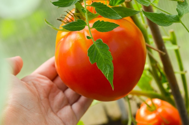 투명한 폴리 카보네이트의 온실에서 숙성하는 빨강 및 녹색 토마토