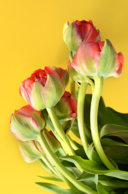 Red green tulip flower on yellow background